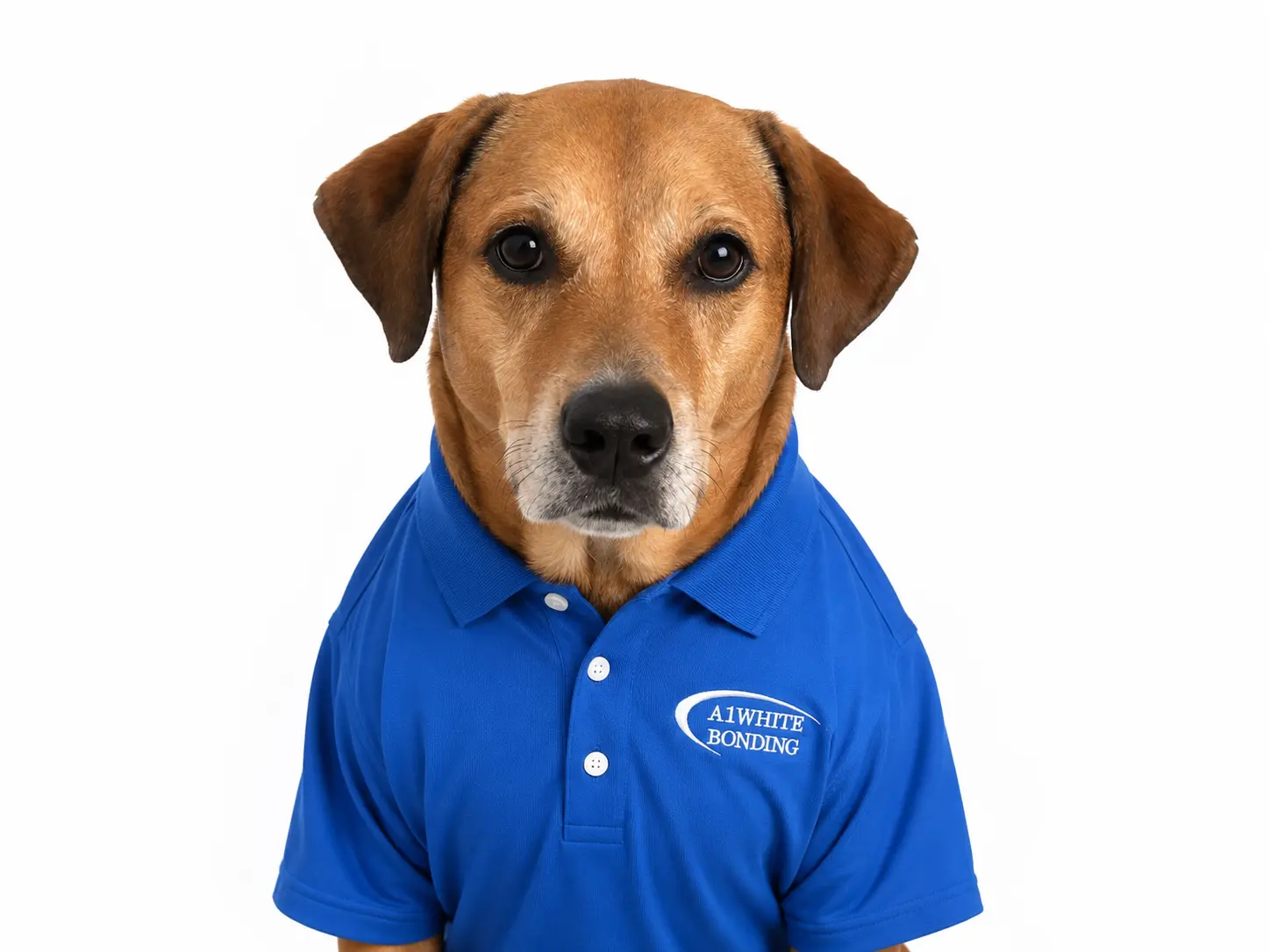 Bella Robinson, Assistant Bond-Dog at A1 White Bonding Company